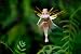 William Mark Forest Fairy - Daria