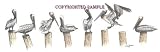 Pelicans - Drawing by Cindy Farmer