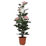 f-DECO ���[�Y�s���N 70cm