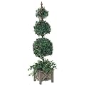Triple Ball-Shaped Ivy Topiary in Wooden Pot - 64"