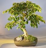 Bonsai Boy's Korean Hornbeam Bonsai Tree<br><i>(carpinus coreana)</i>