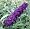 Butterfly Bush Buddleia 'Black Knight' Starter Plant Hardy Old Favorite