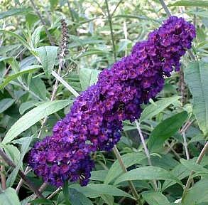 Butterfly Bush Buddleia 'Black Knight' Starter Plant Hardy Old Favorite