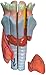 Herindera Human Larynx Dissectable in 6 Parts. RS.1000.00