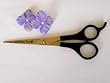 Golden Touch 6 1/2" Ice Tempered Shear Roseline