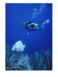 Scuba Diver Near Tropical Fish Underwater Sports Photographic
Poster Print by Wayne Brown, 12x16