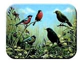 Tuftop Tempered Glass Kitchen Board, Wildlife Collection - Blackbird  Bullfinch