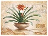 Giotto by Claudia Ancilotti Fine Art Print / Poster 9.50 x 7.00 in.