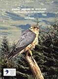 Forest merlins in Scotland