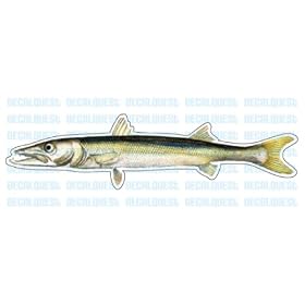 BARRACUDA -Fish Decal- window sticker car truck fishing