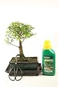 Bonsai Tree Gift Set - Broom Chinese Elm
