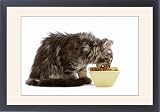 Framed Prints of Cat - Norwegian forest kitten eating dried catfood from a bowl from Ardea Wildlife Pets