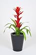 Artificial 34" Red Bromeliad in Zinc