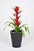 Artificial 34" Red Bromeliad in Zinc