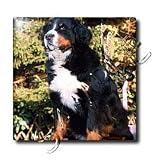 Dogs Bernese Mountain Dog - Bernese Mountain Dog - Tiles