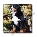 Dogs Bernese Mountain Dog - Bernese Mountain Dog - Tiles