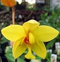 Yellow Philippine Ground Orchid Spathoglottis Plant