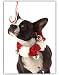 boston terrier - Boston Terrier Dog Balancing Candy Cane on Nose 10 Pack Set Christmas Holida Greeting Cards Gifty Idea