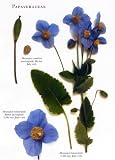 Cover of The Botanical Garden by Roger Phillips Martyn Rix 0333748905