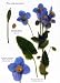 The Botanical Garden: Perennials and Annuals v.2: Perennials and Annuals Vol 2