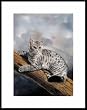 Spotted Sky by Drew Strouble