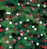 Vine Plant Seeds - Cypress Vine Mix