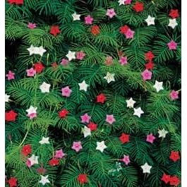 Vine Plant Seeds - Cypress Vine Mix