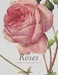Redoute Roses (Jumbo)