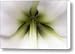 Amaryllis Hippeastrum Sp Flower Canvas Print / Canvas Art - Artist Jasper Doest