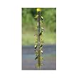 S & K 36-inch Tube Expandable Rainbow Finch Feeder