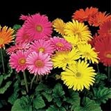 Gerbera - Mix - 100 Seeds