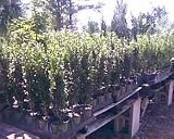 Ilex 'Sky Pencil' Japanese Holly