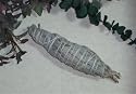 Smudge Stick: White Sage