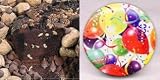 All Star Chocolate 10 Coffee Cake (Celebration Gift Tin)
