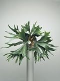 Close-Up of a Staghorn Fern Plant (Platycerium Superbum) Photographic Poster Print, 24x32