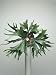 Close-Up of a Staghorn Fern Plant (Platycerium Superbum) Photographic Poster Print, 30x40