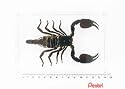 Giant Black Scorpion Paperweight Display (303)