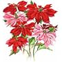 Poinsettias Adult T-Shirt