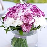 Send Fresh Cut Flowers - Carnation Centerpiece (6pc) - Purple & White