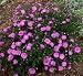 Aster novi-belgii 'Alert' - New York Aster