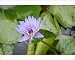 Photographic Prints of Water lily flower (Nymphaea colorata) from ClownFish Photo
