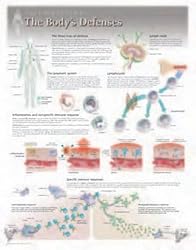 The Body's Defences Wall Chart: 8240