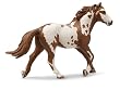 Pinto Stallion