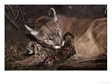 Mountain Lion, Female Giving Birth to Cubs, Rocky Mountains Photographic Poster Print by Daniel Cox, 16x12