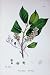 Botany Plants C1902 Bird Cherry Prunus Padus Flowers