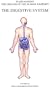 The Digestive System (Organs of the Human Anatomy) (Systems of Human Anatomy)