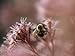 Bumblebee Pollinates a Flower Photographic Poster Print by Taylor S. Kennedy, 16x12