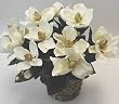 DOUBLE Magnolia Bush (white)
