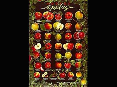 Buy Modern Apples (Black) by Seeds Of Change - Fine Art Print Poster - 36.00 x 24.00 by GatorFrames.com