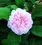 Redoute (Rosa English Rose) - Bare Root Rose